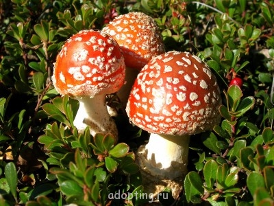 Милый сердцу уголок - с 011.JPG