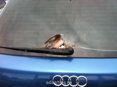 Этот безумный, безумный, безумный, безумный мир - kRIZVz9-GW0.jpg