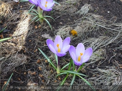 Хочу весну  - P1030875.JPG