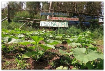 Огородный сезон - Cg-1IdMc1Do.jpg