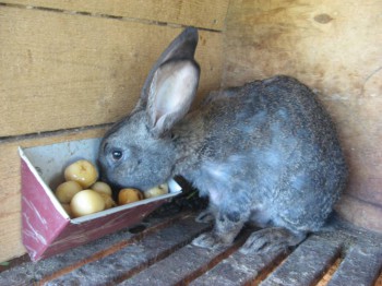 МАМАШКА ПОЧТИ СФИНКС, ЛЫСАЯ