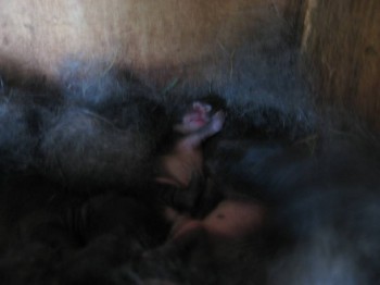 ПРИПЛОД 9 ШТУК