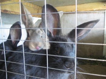 ПРЕДЫДУЩАЯ ВЕРСИЯ