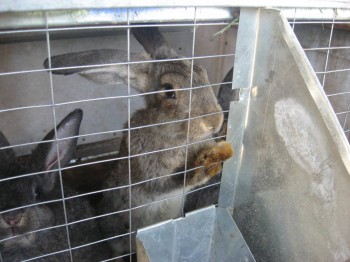 КУШАТЬ ДАЙ!