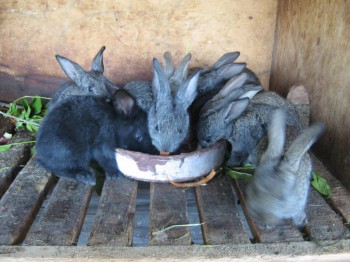 МЕЛОЧЬ ПОДРОСЛА.