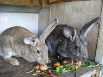 СТАРШИЕ РЫЖЕЮТ.