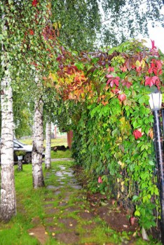 Украшаем улицу - сентябрь 2015 019.jpg