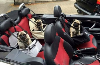 Зверье мое - R9SPwFvzSqw.jpg