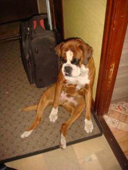 Зверье мое - 114[1].JPG