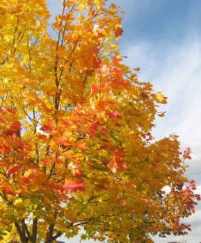 Осень - igs6MSENUr8.jpg