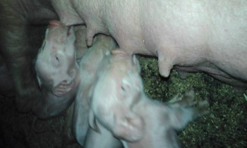 Поросятам час от роду