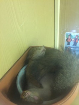 Зверье мое - 6Y4Sda7ykok.jpg