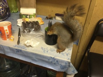 Зверье мое - 0Y0o2WwY2kY.jpg