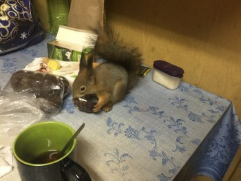 Зверье мое - J1XsJh45ZS0.jpg