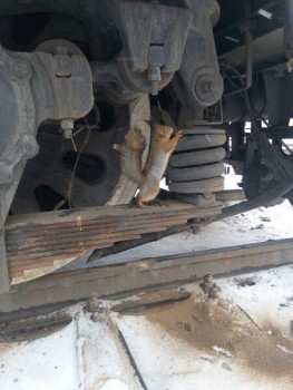 Зверье мое - lEjbBA4QQas.jpg