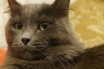 Зверье мое - DSC07346.JPG