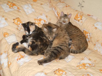 Зверье мое - DSCN1441.jpg