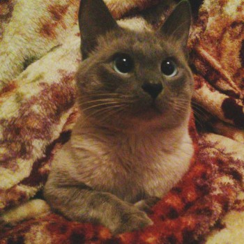 Зверье мое - image (43).jpg