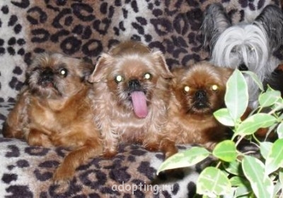 Приемный ребенок и домашние животные - SDC14427.JPG все и соня с языком.JPG