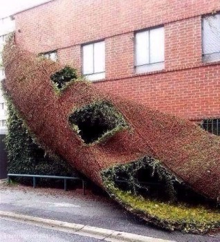 Вьющееся растение отслоилось от стены дома