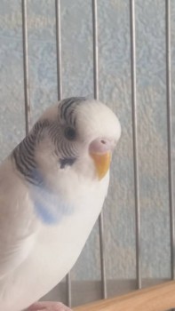 Зверье мое - tmp_19532-20160106_120843-1002847062.jpg