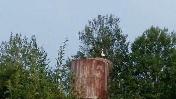 Зверье мое - DSC_2186.jpg