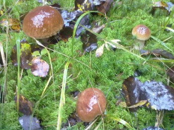 Осень - 080920161618.jpg