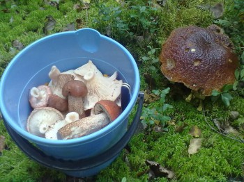 Осень - 070920161611.jpg