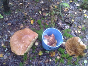 Осень - 080920161616.jpg