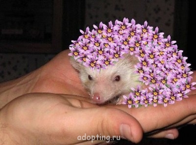 От улыбки солнечной твоей - getImage (1).jpg