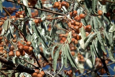 Спелая дикая джигида.