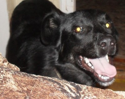 Зверье мое - SDC11997_cr.jpg