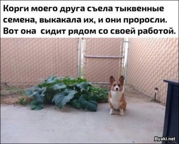 Зверье мое - 1491851885_02-2.jpg