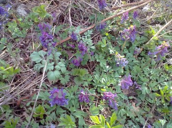 Что день прошедший нам принес - 040520171823.jpg