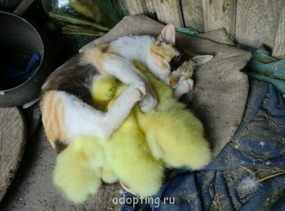 Веселые картинки - getImage.jpg