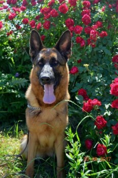 Это моя зонарно серая Стефа.она сейчас живет у моей подруги.