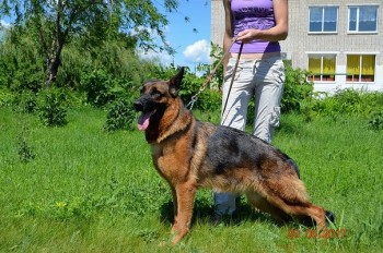 Зверье мое - image (7).jpg