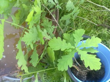 Украшаем улицу - 080720171961.jpg