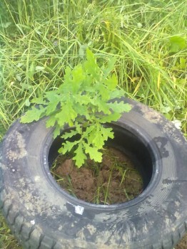 Украшаем улицу - 080720171962.jpg