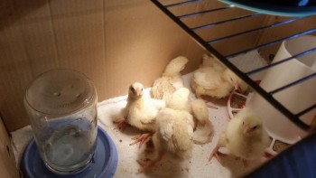 Курочки и не только - 20170812_183134.jpg