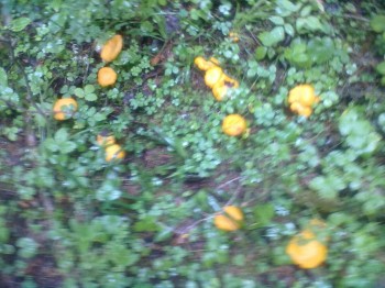 Что день прошедший нам принес - 260820172103.jpg