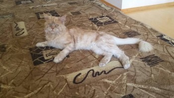 Зверье мое - EQPX6Y5KZUc.jpg