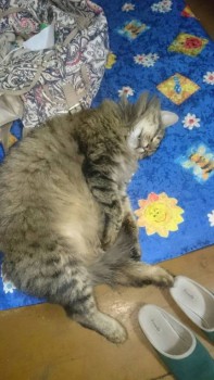 Зверье мое - h_oIzpzKpXQ.jpg