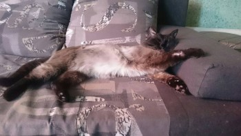 Зверье мое - LMGoCEDN7ug.jpg