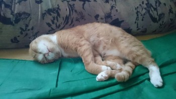 Зверье мое - mBdcBI_a1cA.jpg