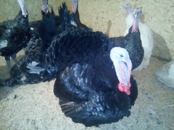 Зверье мое - IMG_20171023_174657.jpg