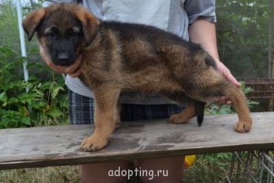 Зверье мое - DSC_0333.JPG