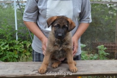 Зверье мое - DSC_0340.JPG