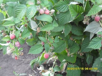 Давайте поговорим о клубнике? - SDC13186.JPG