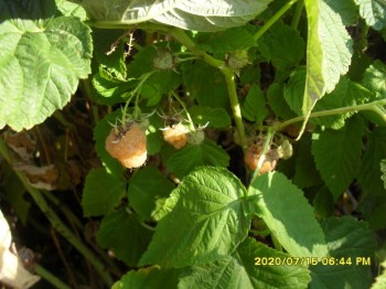 Давайте поговорим о клубнике? - SDC13187.JPG